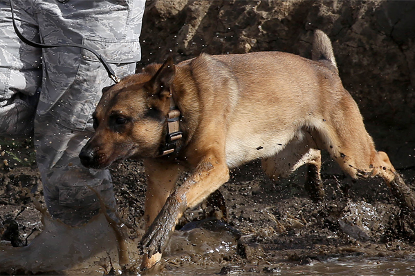 K9 Bodyguards | Training your bodyguard