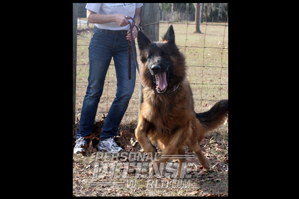 Preparing K9 for future bodyguard duty