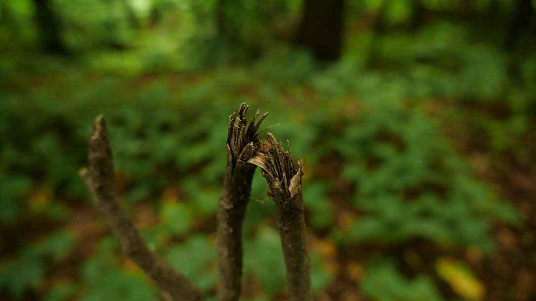 broken branch, wilderness, tracker