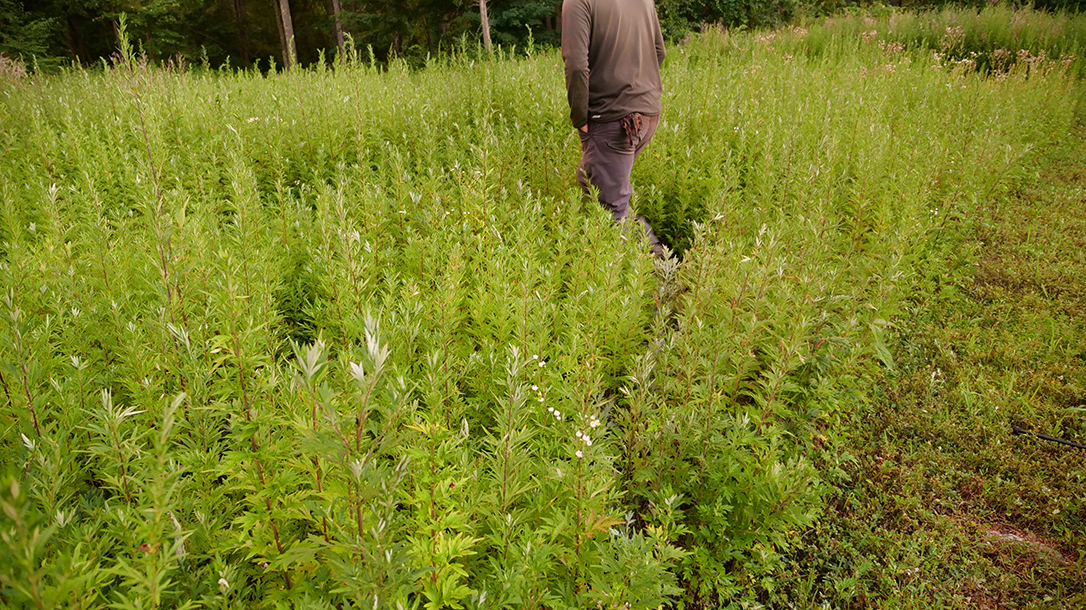 Human Tracking, path, wilderness