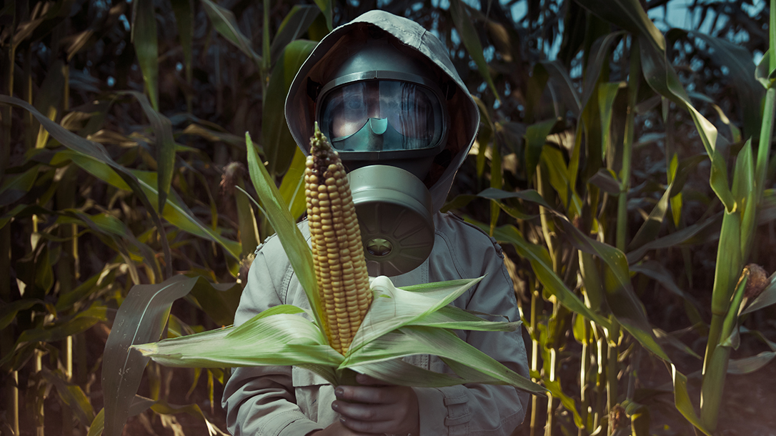 Are farmers harvesting the corn or is it the scientists with and their GMOs?