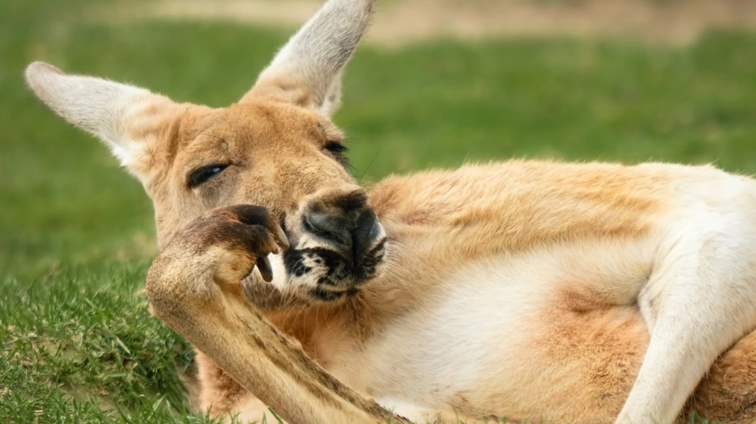 How deadly can Australia really be?