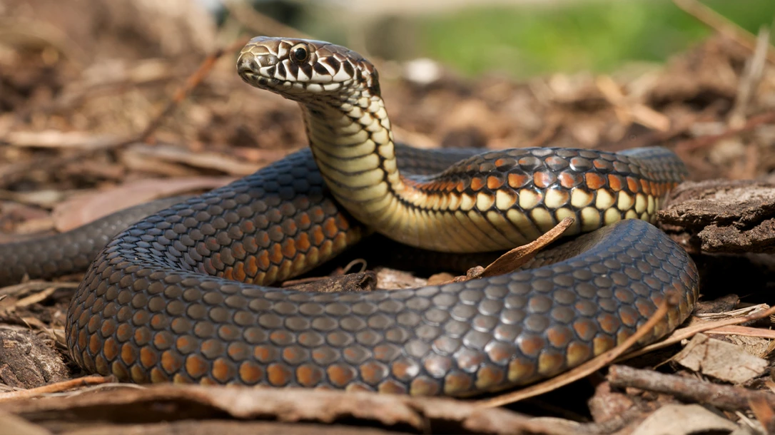 Venomous snakes and spiders are everywhere.