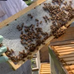 Explore the joys and challenges of beekeeping as you learn the essential preparations and realistic expectations for starting your own hive.