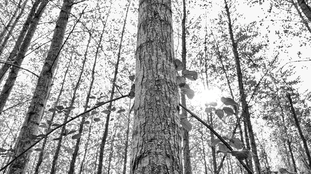 On June 30, 1908, the Tunguska Event unleashed a massive explosion in Siberia.