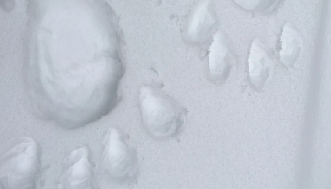 YETI foot prints found way up high in the snowy mountains.