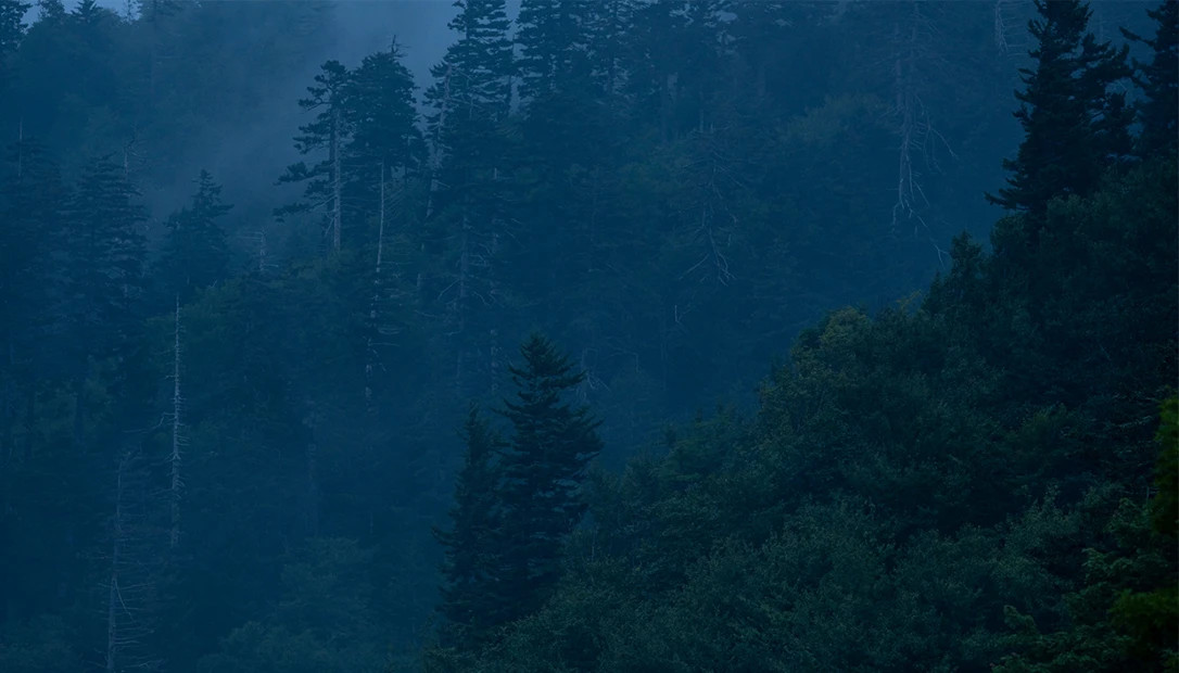 Late at night is when the best weird history is told around a campfire.